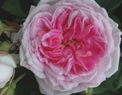 Rosa ‘Blairii no2’ rambler of liaanroos - rambler of liaanroos