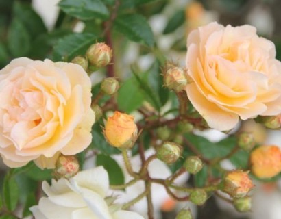 Rosa ‘Ghislainde de Féligonde’ rambler of liaanroos - rambler of liaanroos