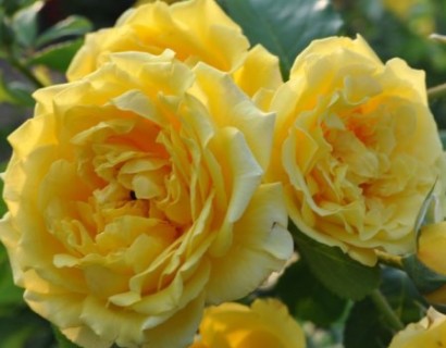 Rosa ‘Golden Gate’ klimroos - klimroos