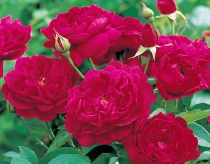 Rosa ‘Darcey Bussell’ - David Austin roos