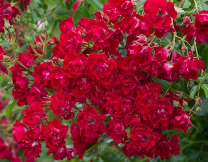 Rosa ‘Rambling Rosie’ rambler of liaanroos - rambler of liaanroos