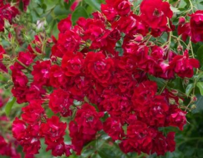 Rosa ‘Rambling Rosie’ rambler of liaanroos - rambler of liaanroos