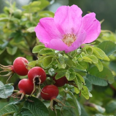 Rosa rugosa of rimpelroos - Maréchal