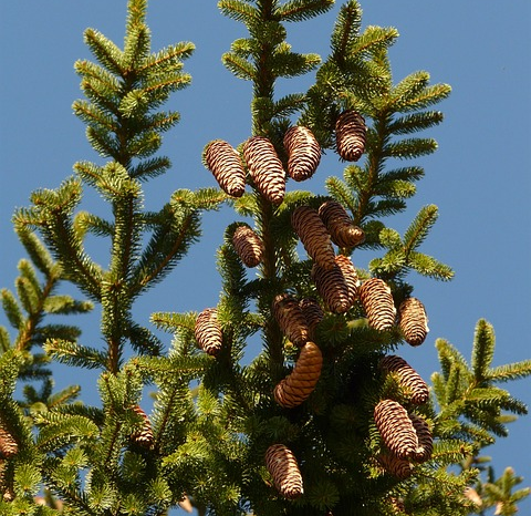 Picea omorika - Servische spar