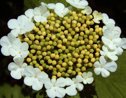 Viburnum opulus - Gelderse roos of sneeuwbal