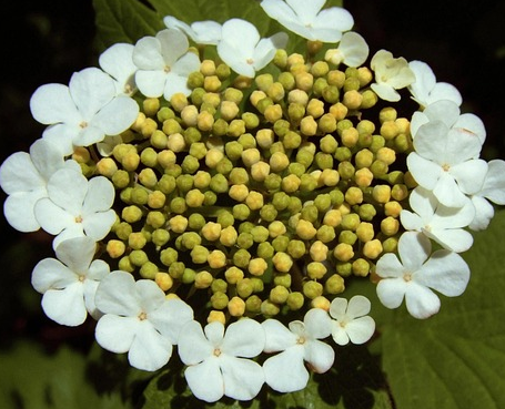Viburnum opulus - Gelderse roos of sneeuwbal