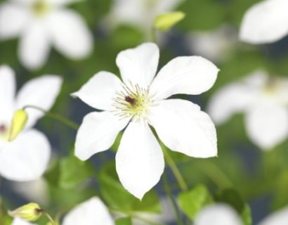 Clematis ‘Forever Friends’