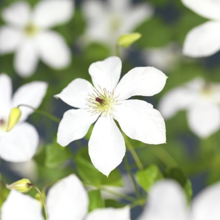 Clematis ‘Forever Friends’ - Bosrank