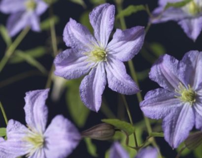 Clematis ‘Prince Charles’