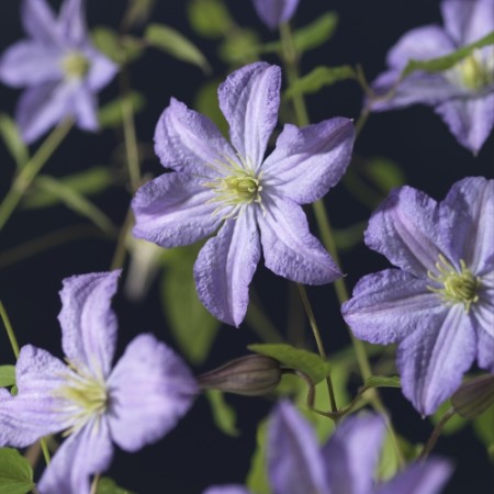 Clematis ‘Prince Charles’ - Bosrank