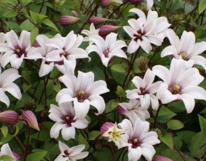 Clematis ‘Princess Kate’ - Bosrank