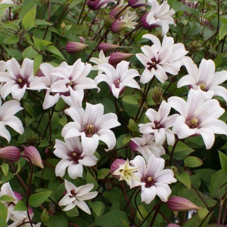 Clematis ‘Princess Kate’ - Bosrank