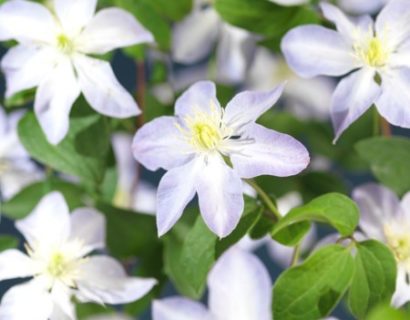 Clematis ‘SoMany Blue Flowers’ - Bosrank