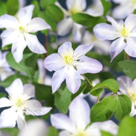 Clematis ‘SoMany Blue Flowers’ - Bosrank