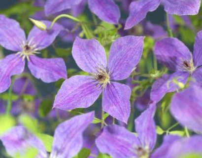 Clematis ‘SoMany Lavender Flowers’