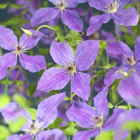 Clematis ‘SoMany Lavender Flowers’ - Bosrank