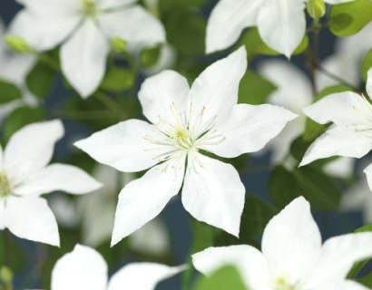 Clematis ‘SoMany White Flowers’ - Bosrank