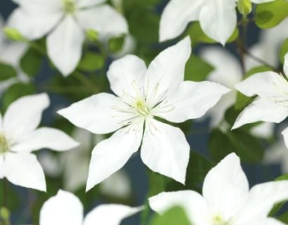 Clematis ‘SoMany White Flowers’