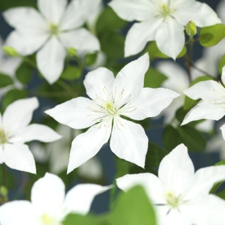 Clematis ‘SoMany White Flowers’ - Bosrank