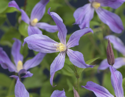 Clematis ‘Sparkling Star’ - Bosrank