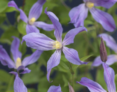 Clematis ‘Sparkling Star’ - Bosrank