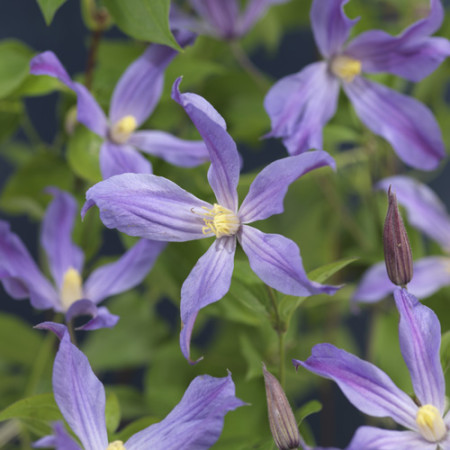 Clematis ‘Sparkling Star’ - Bosrank