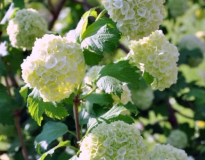 Viburnum opulus - Gelderse roos of sneeuwbal