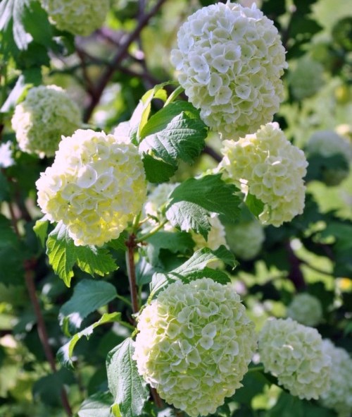 Viburnum opulus - Gelderse roos of sneeuwbal