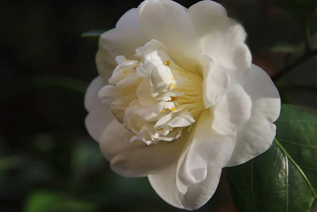 Camellia japonica ‘Snowball’ - Camellia