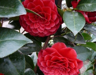 Camellia japonica ‘Black Lace’ - Camellia