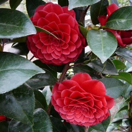 Camellia japonica ‘Black Lace’ - Camellia