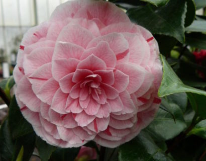 Camellia japonica ‘Bonomiana’ - Camellia