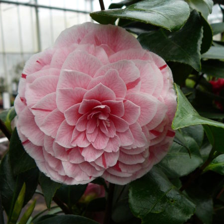 Camellia japonica ‘Bonomiana’ - Camellia