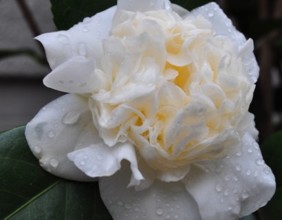 Camellia japonica ‘Snowball’ - Camellia