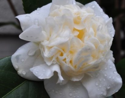 Camellia japonica ‘Snowball’ - Camellia