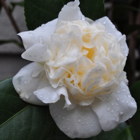Camellia japonica ‘Snowball’ - Camellia