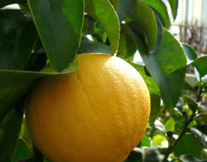 Citrus paradisi (grapefruit)