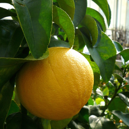 Citrus paradisi (grapefruit) - Grapefruit