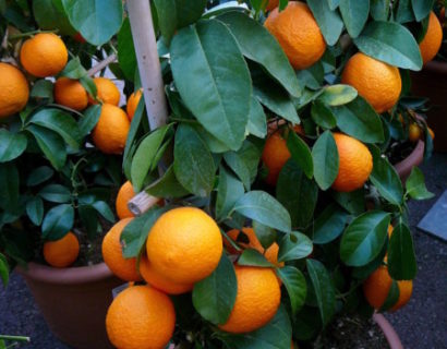 Citrus volkameriana