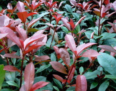 Photinia fraseri ‘Carré Rouge’ - Glansmispel