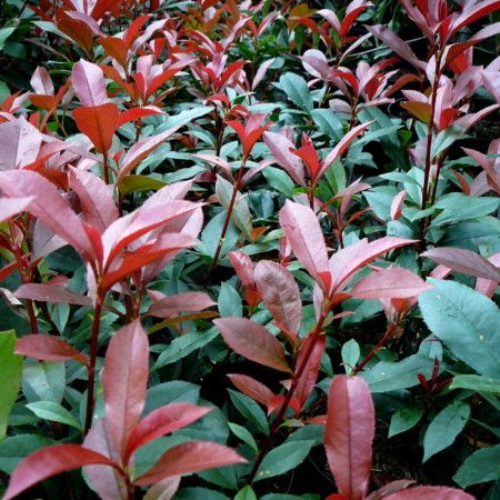 Photinia fraseri ‘Carré Rouge’ - Glansmispel