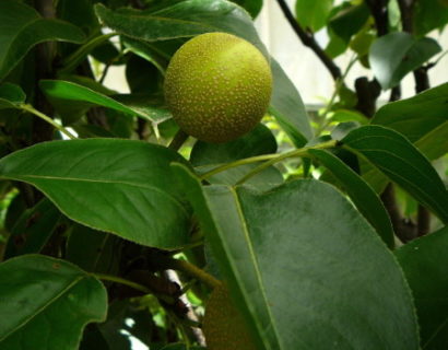 Pyrus pyrifolia ‘Hosui’ - Nashi-peer, Japanse appelpeer, meloenpeer