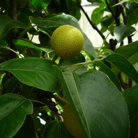 Pyrus pyrifolia ‘Hosui’ - Nashi-peer, Japanse appelpeer, meloenpeer