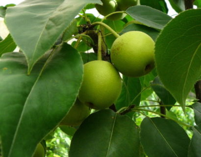 Pyrus pyrifolia ‘Shinseiki’ - Nashi-peer, Japanse appelpeer, meloenpeer