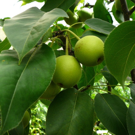 Pyrus pyrifolia ‘Shinseiki’ - Nashi-peer, Japanse appelpeer, meloenpeer