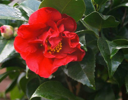 Camellia japonica ‘Dr. Burnside’