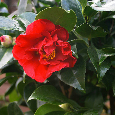 Camellia japonica ‘Dr. Burnside’ - Camellia