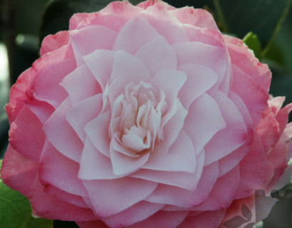 Camellia japonica ‘Nuccio’s Pearl’