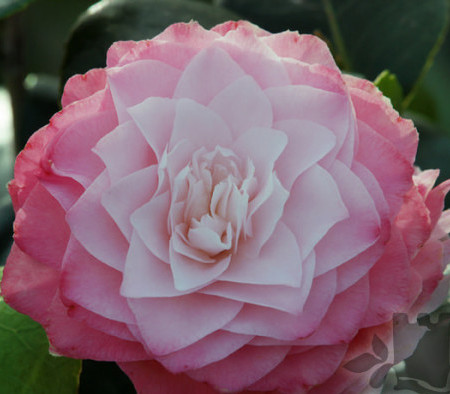 Camellia japonica ‘Nuccio’s Pearl’ - Camellia