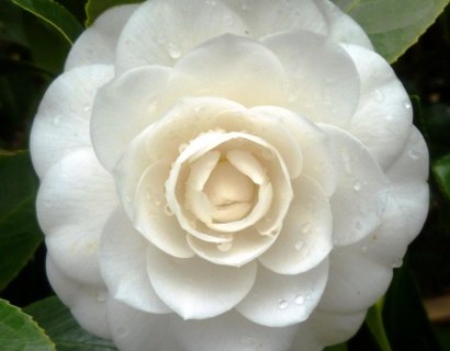 Camellia japonica ‘Centifolia ‘Alba’ - Camellia